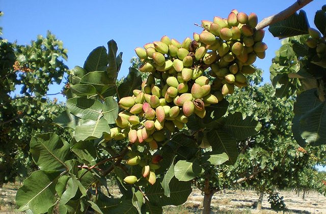 Producto pistacho 1 Pistachos Selectos
