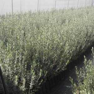 Olivo