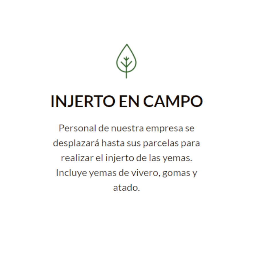 4 Hoja Injerto Campo 4 Hoja Injerto Campo