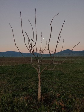 Arbol de Sirora