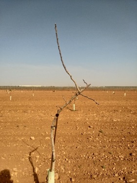 flexibilidad de la variedad sirora