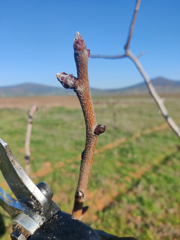las yemas de flor complican la formacion en sirora