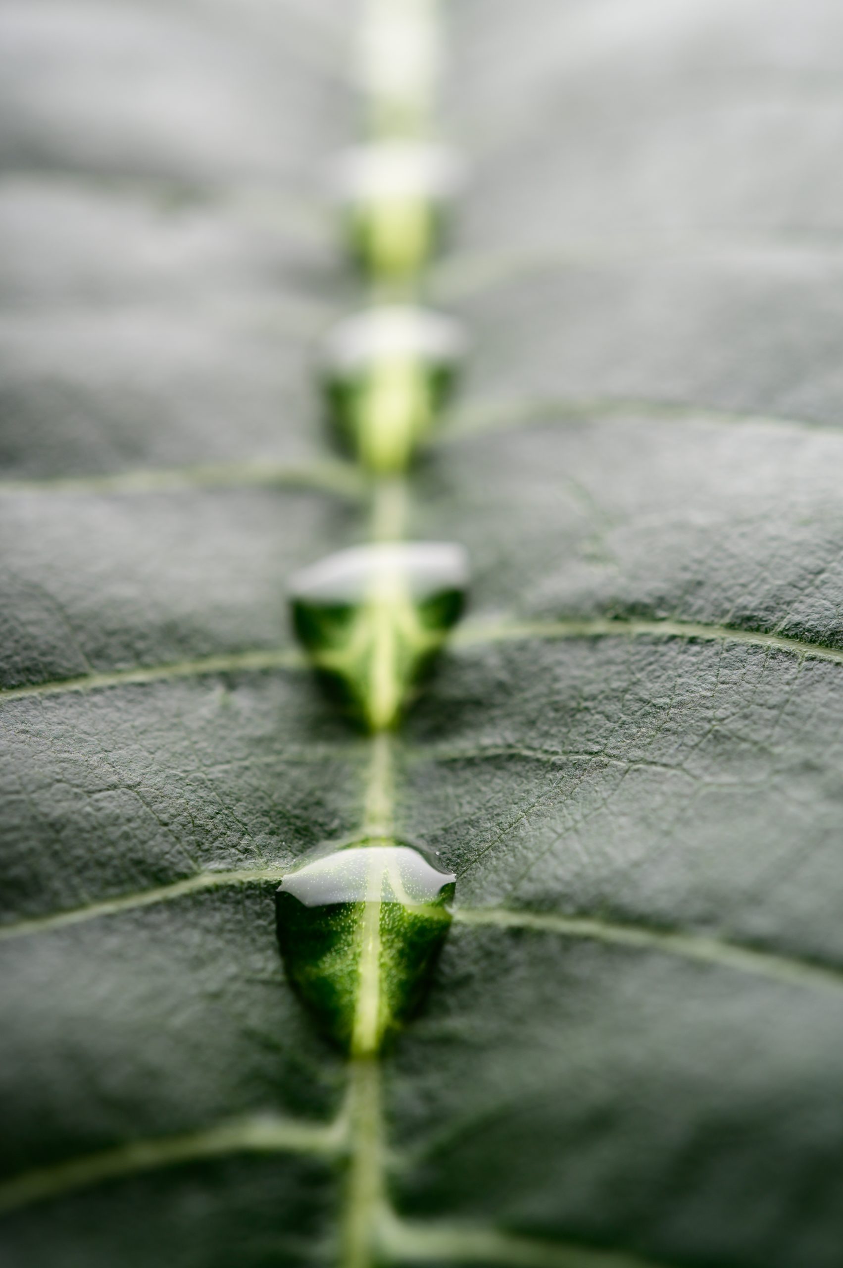 Many drops of water on a beautifully arranged banana leaf,select
