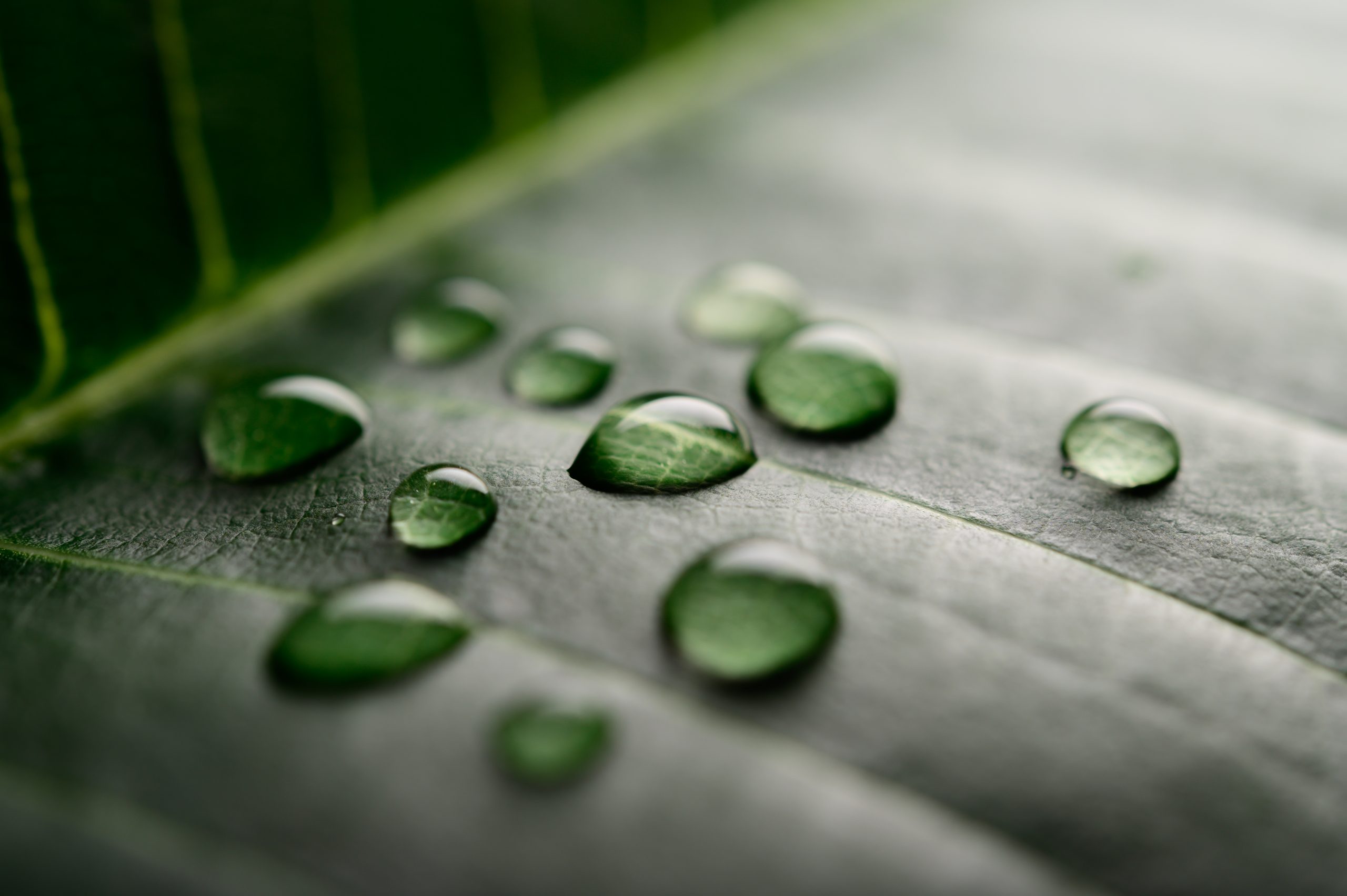 Many drops of water falling on the leaves,selective focus