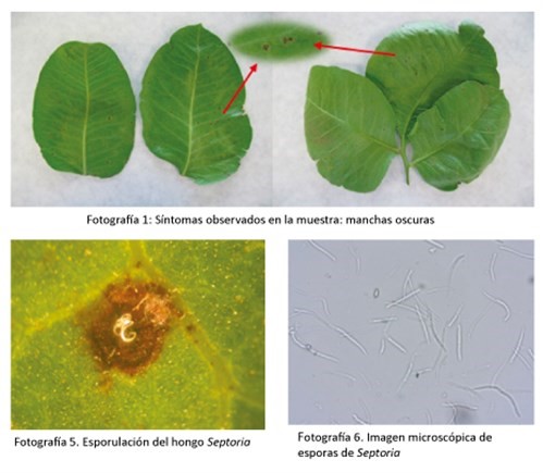 SEPTORIA EN EL CULTIVO DEL PISTACHO.