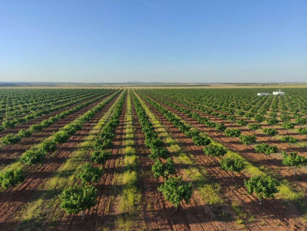 plantacion de pistachos