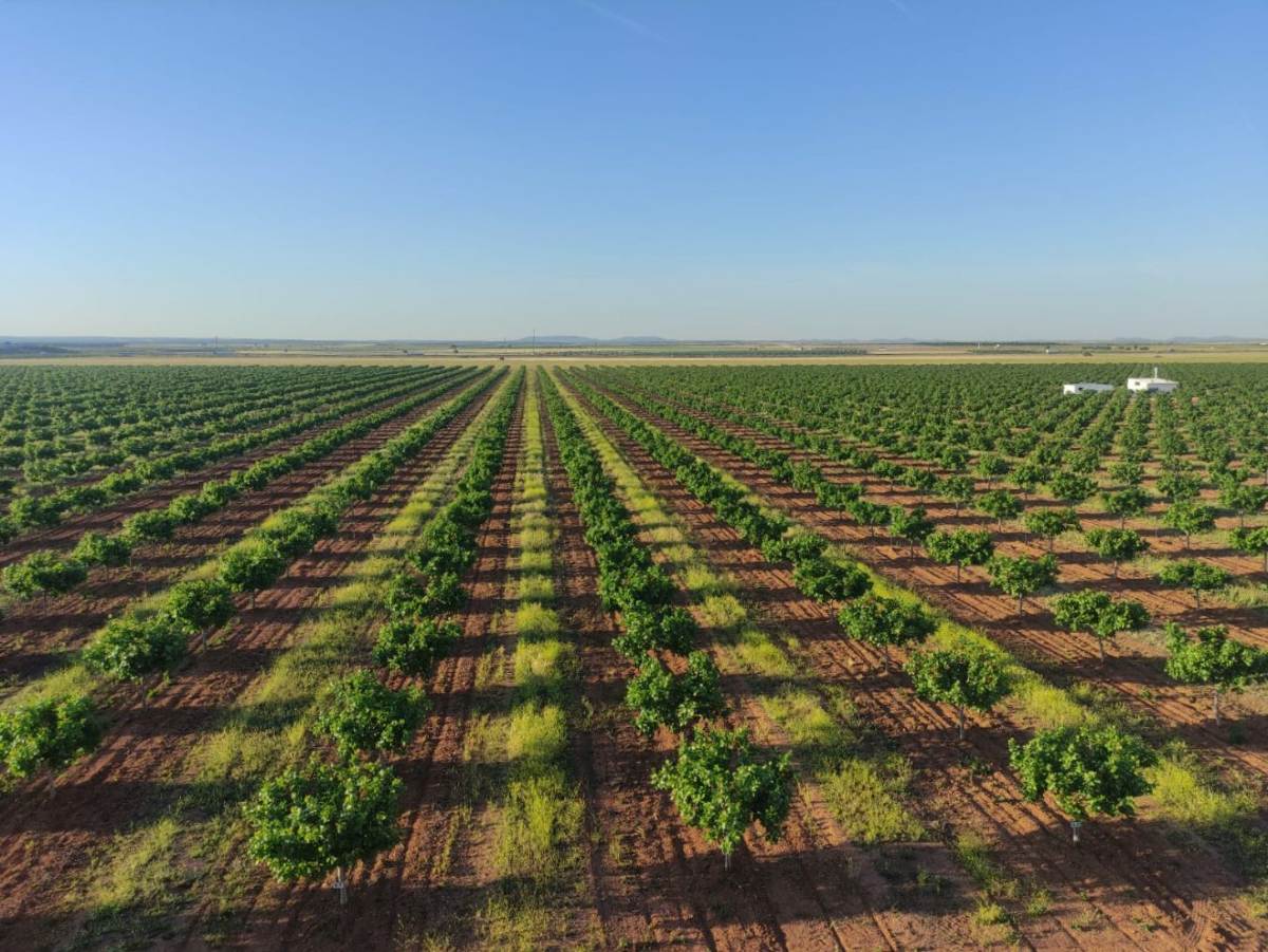 plantacion de pistachos