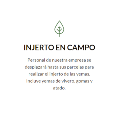 4 Hoja Injerto Campo