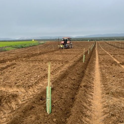 PISTACHOS SERVICIO PLANTACION
