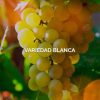4. VIÑA – VINÍFERAS BLANCAS (60 referencias)