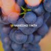 5. VIÑA – VINÍFERAS TINTAS (36 referencias)